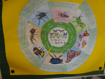 Projekt-Den-Insekten-auf-der-Spur-2026018