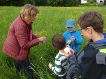 Projekt-Den-Insekten-auf-der-Spur-2026021