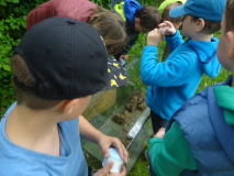 Projekt-Den-Insekten-auf-der-Spur-2026024