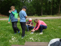 Projekt-Den-Insekten-auf-der-Spur-2026029