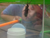 Projekt-Den-Insekten-auf-der-Spur-2026043