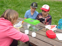 Projekt-Den-Insekten-auf-der-Spur-2026044