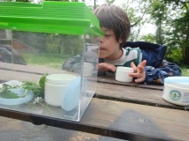Projekt-Den-Insekten-auf-der-Spur-2026045