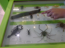 Projekt-Den-Insekten-auf-der-Spur-2026076