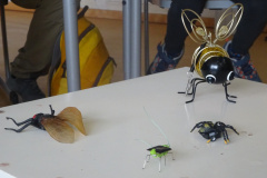 Projekt-Den-Insekten-auf-der-Spur-2026010