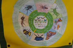 Projekt-Den-Insekten-auf-der-Spur-2026018