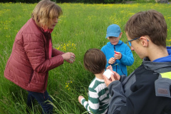 Projekt-Den-Insekten-auf-der-Spur-2026021