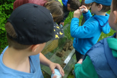 Projekt-Den-Insekten-auf-der-Spur-2026024