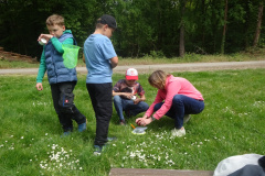 Projekt-Den-Insekten-auf-der-Spur-2026029