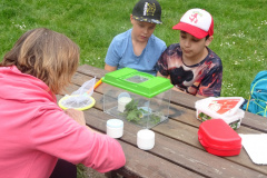 Projekt-Den-Insekten-auf-der-Spur-2026044