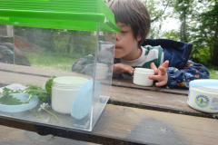 Projekt-Den-Insekten-auf-der-Spur-2026045