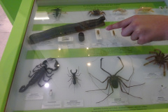 Projekt-Den-Insekten-auf-der-Spur-2026076