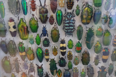 Projekt-Den-Insekten-auf-der-Spur-2026079