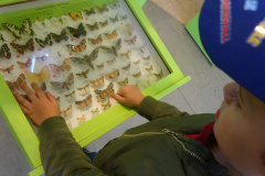 Projekt-Den-Insekten-auf-der-Spur-2026083