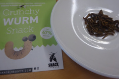 Projekt-Den-Insekten-auf-der-Spur-2026103
