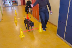 Projekt-Tiere-und-mehr008