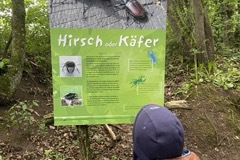 2022_23_Tier-AG_Hirschkäfer_003