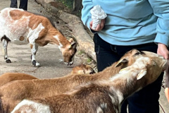 Projektwoche-Ausfluege-zum-Thema-Tiere2025002