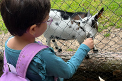 Projektwoche-Ausfluege-zum-Thema-Tiere2025004