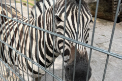 Projektwoche-Ausfluege-zum-Thema-Tiere2025007