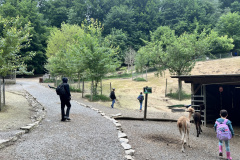 Projektwoche-Ausfluege-zum-Thema-Tiere2025036