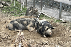 Projektwoche-Ausfluege-zum-Thema-Tiere2025041