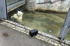 Projektwoche-Ausfluege-zum-Thema-Tiere2025101