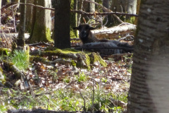 Waldtage2025021